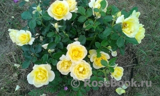 Gold Award Rose, The