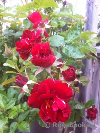 Rose de Fleurie ®