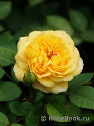 Yellow Charles Austin ®