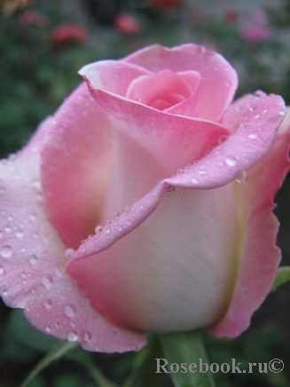 роза россини фото и описание