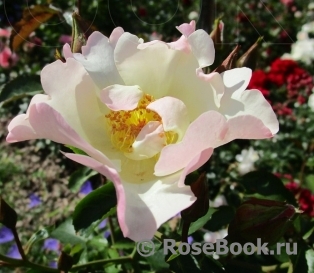 Marie Bonnafoux-Buisson ®