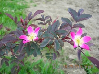 Rosa glauca 