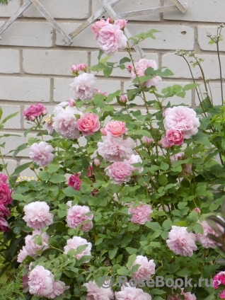 Cottage Rose 