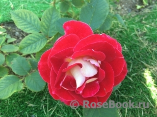 Aline Mayrisch Rose ®