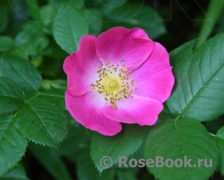 Rosa canina Kiese