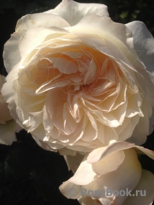 кейра роза энциклопедия роз