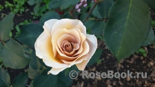 Eventail d'Or