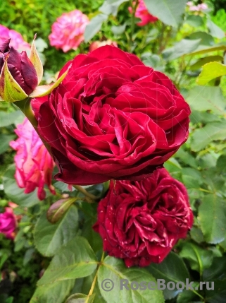 Royal Garden ® 