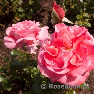 Special Anniversaire ®