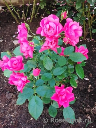 Pink Forest Rose