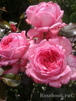 La Rose de Molinard ®