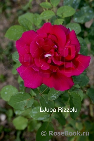 Ljuba Rizzoli ®