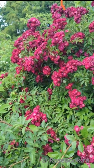 Wilderode