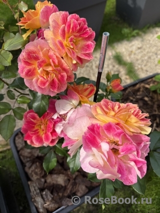 La Bourbonnaise