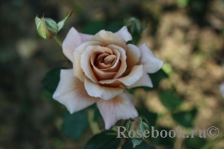 Julia's Rose