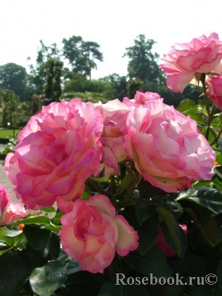 Bordure Rose 