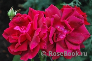 Crimson Glory