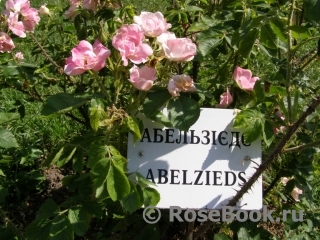 Abelzieds