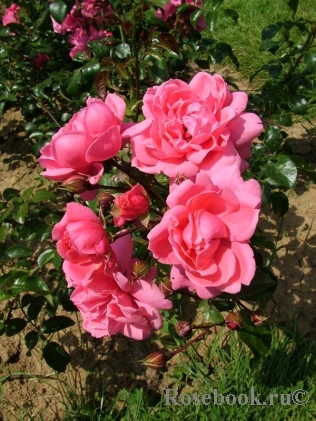 Pink Meilove