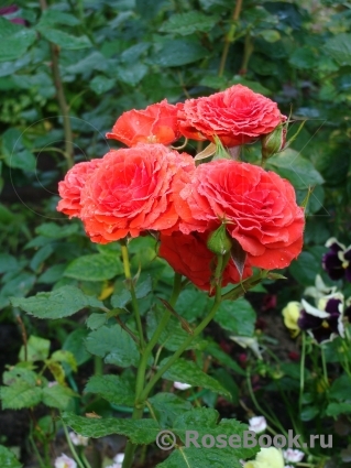 Red Diadem