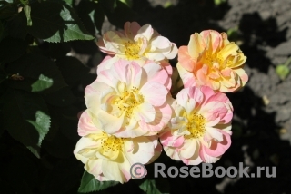 Sorbet Peche-Abricot