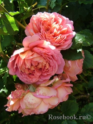 Jubilee Celebration®