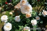 Crocus Rose® Crocus Rose®