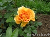 Goldelse Goldelse