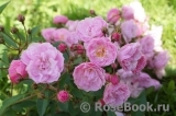 Heavenly Pink Heavenly Pink
