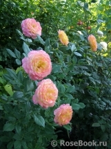 Gartenspass ® Gartenspass ®