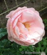 Octavia Hill Octavia Hill