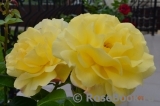 Friesia Friesia
