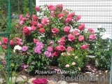 Rosarium Uetersen Rosarium Uetersen