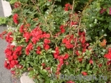 Scarlet Meillandecor Scarlet Meillandecor
