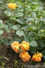 Goldelse Goldelse