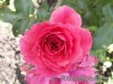 Rosarium Uetersen