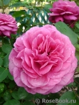 Heidi Klum Rose Heidi Klum Rose