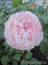 Rosalind Rosalind