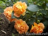 Goldelse Goldelse