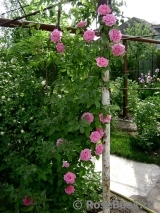 Zephirine Drouhin Zephirine Drouhin