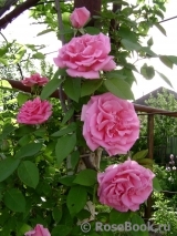 Zephirine Drouhin Zephirine Drouhin