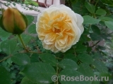 Crown Princess Margareta® Crown Princess Margareta®