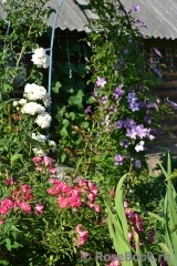 Fuchsia Meillandecor Fuchsia Meillandecor