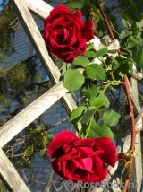 Crimson Glory Cl. Crimson Glory Cl.
