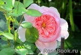 The Alnwick Rose The Alnwick Rose