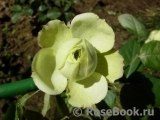 Lovely Green ® Lovely Green ®