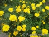 Persian Yellow Persian Yellow
