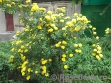 Persian Yellow Persian Yellow