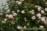 Albertine Albertine