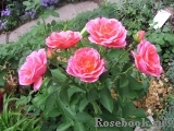 Generation Jardin Generation Jardin